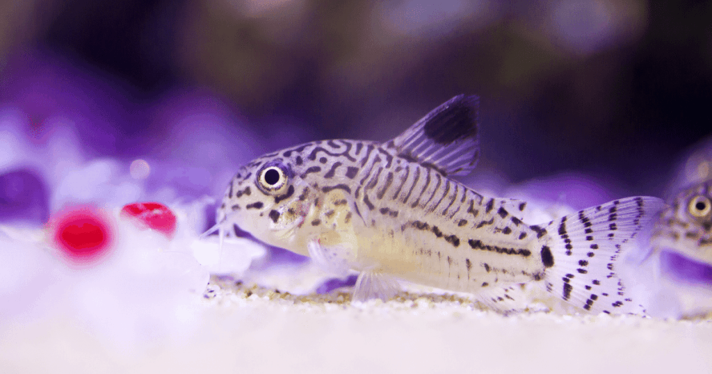 this is an image of a Corydora