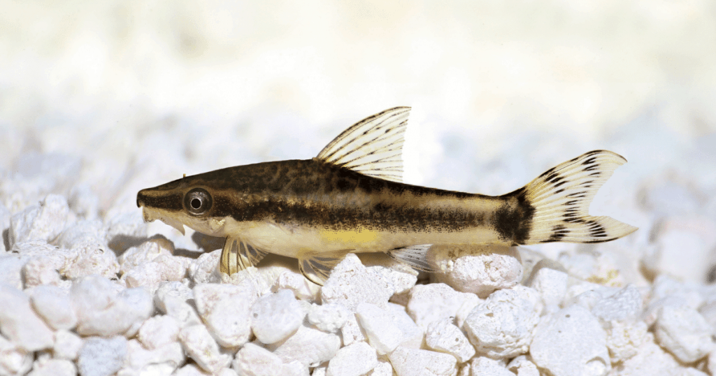 best schooling fish dwarf otocinclus