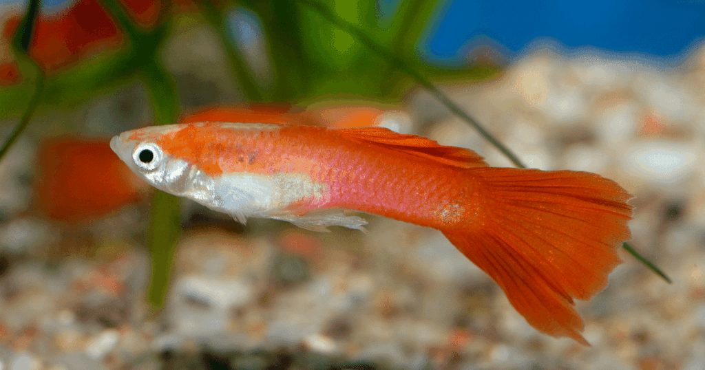 This is an image of a guppy