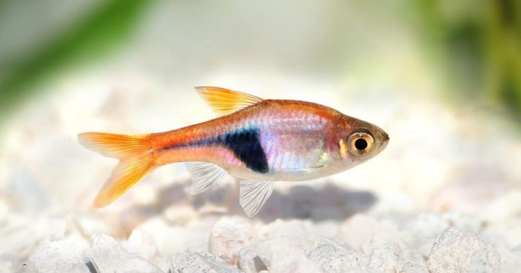 Harlequin Rasboras best schooling fish 