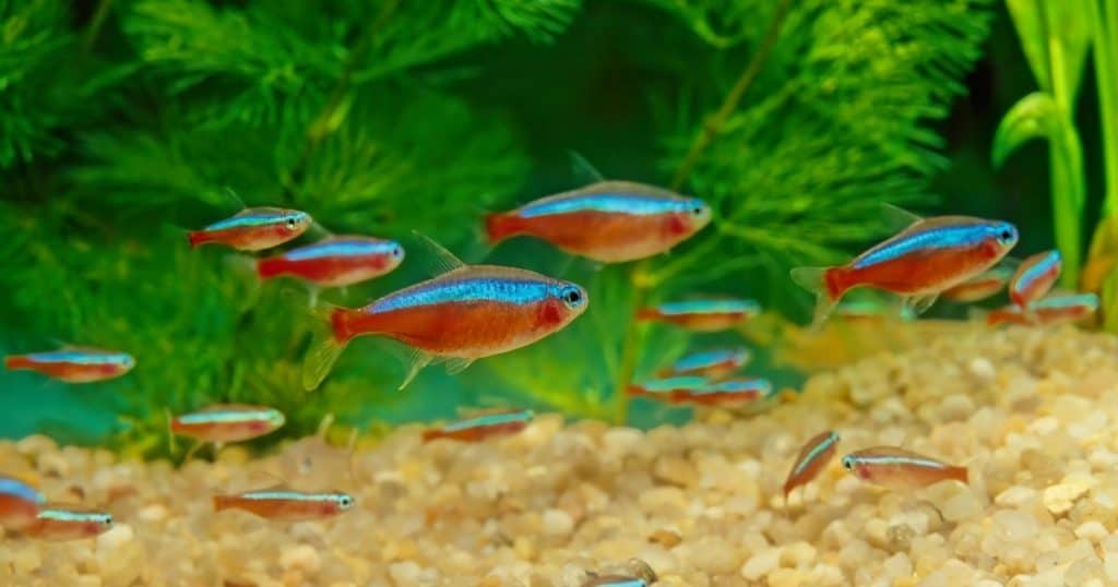 best schooling fish cardinal tetras 