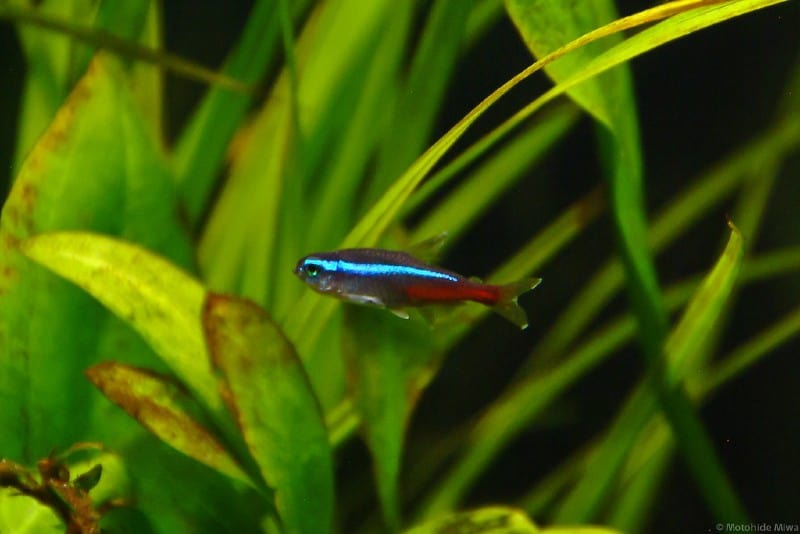 A Neon Tetra in my planted tank