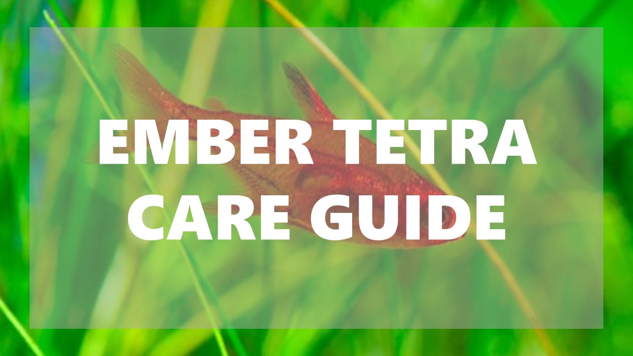 Ember Tetra: The Ultimate Care Guide | FishTopics.com