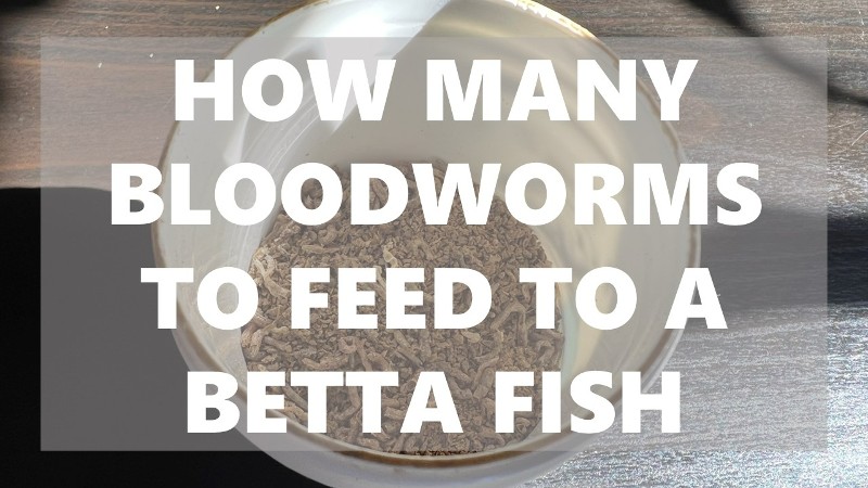 How Many Bloodworms To Feed To A Betta | FishTopics.com