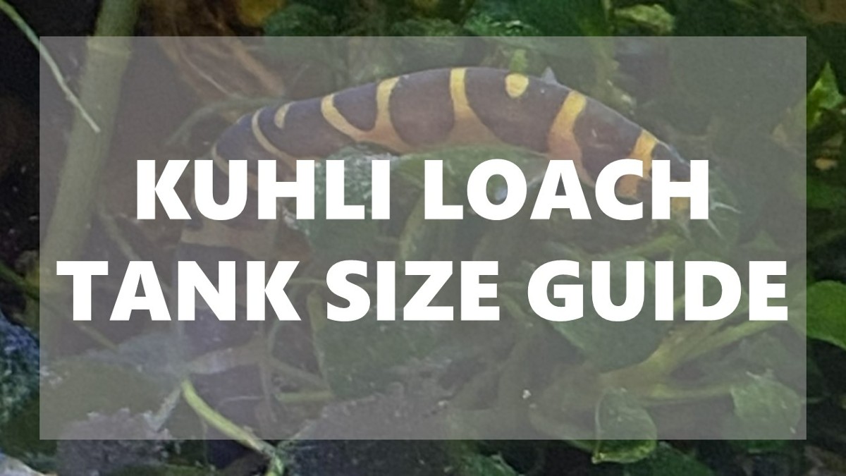 Kuhli Loach Tank Size Guide | FishTopics.com