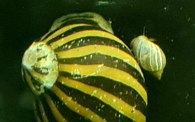 Bladder snail on Nerite shell